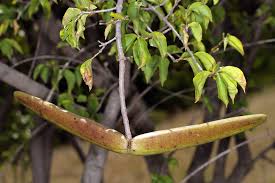 Image result for Strophanthus amboensis