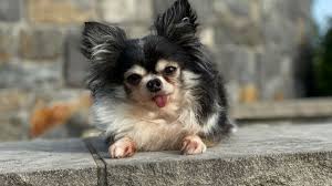 Meet The Country S Most Heroic Canine A Chihuahua Who Weighs Only Four Pounds Cnn