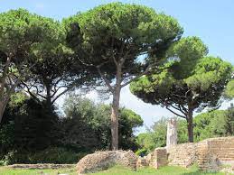 At Ostia Antica Surrounded By Umbrella Pine Trees Ostia Rome Country Roads