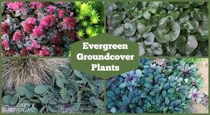 The blooms below range in shades from light lilac to deep violet. Evergreen Groundcover Plants 20 Choices For Year Round Interest