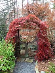 Tall and 5 to 6 ft. Ryusen Weeping Japanese Maples Trained Over Arbor And Gate Japanese Maple Tree Japanese Garden Landscaping With Japanese Maple