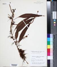 Image result for Pleopeltis  × simiana