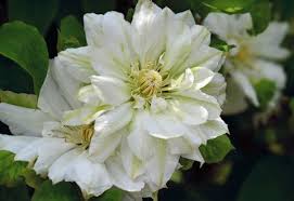 Image result for Clematis dolichopoda