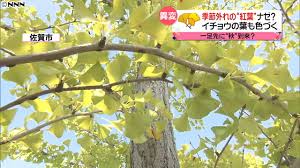 各地で異変 ８月に季節外れの 紅葉 日テレnews24