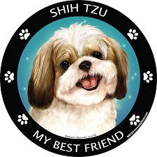Shih-Tzu (Gold and White)