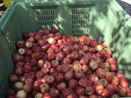 Technologische Losung Apfel Digiland