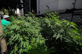 Las comisiones de justicia, de salud y de estudios legislativos segunda del senado aprobaron en lo general el uso lúdico de la mariguana. Senado Aprueba En Lo General Despenalizacion Del Uso Ludico De La Marihuana