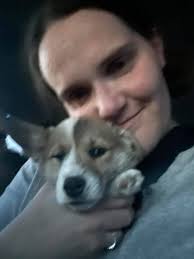 A maple Samara having found it's mark