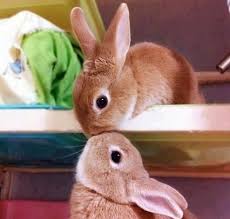 How to give your bunny a bath. Pin By Lisa Streng On Animals Cute Animals Kissing Animals Kissing Cute Animals