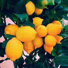 Conviction How To Grow Lemon Lemon Tree Drinking Lemon Water