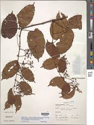 Image result for Cissus petiolata