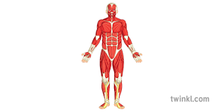 Heaven for tight, rounded shoulders, hyperkyphosis (over rounding of the upper back), shortened hip flexors (from too much sitting), restricted breathing, stress and anxiety. Muscle Full Body Front Diagram Pe Secondary Illustration Twinkl