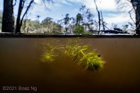 Image result for Aldrovanda vesiculosa