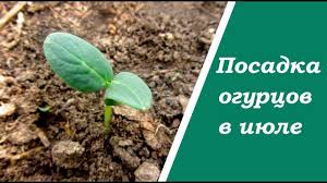 посадка и уход за огурцами в открытом грунте видео Vtoraya Posadka Ogurcov V Letnij Period Youtube Vegetable Garden Plants Garden