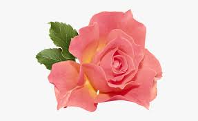 Hd wallpapers ocean coral reefs with corals, exotic tropical colorful fish underwater world raja ampat, west papua, indonesia. Coral Color Flowers Png Free Transparent Clipart Clipartkey