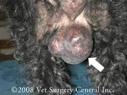 It can be difficult to tell when a dog is. Animal Surgical Center Of Michigan Veterinarian In Flint Mi