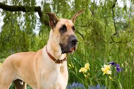 The dog was trained for hunting and wars in the history. Marmaduke Dog What Kind Of Dog Is It And Can It Be A Family Pet