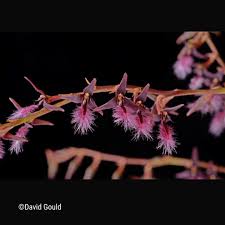 Image result for Bulbophyllum saltatorium