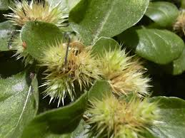 Image result for Alternanthera pungens