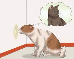 They are going to an adoption event this saturday, and i have made appointments to have them neutered tuesday if they don't get adopted out. Why Do Cats Spray