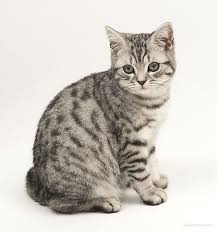 Black And White British Shorthair Cat British Shorthair Cat Breed Information Pictures Characteristics American Shorthair Cat British Shorthair Cats British Shorthair