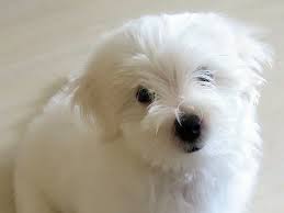Maybe you would like to learn more about one of these? Non Shedding Hypoallergenic Puppies Hamilton Oh Preferred Puppies