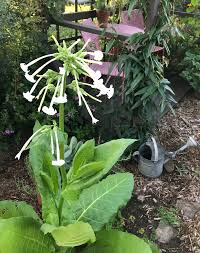 Image result for Nicotiana