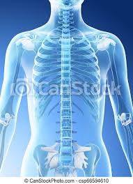 The torso or trunk is an anatomical term for the central part, or core, of many animal bodies (including humans) from which extend the neck and limbs. 3d Rendered Illustration Of A Females Skeletal Upper Body Canstock