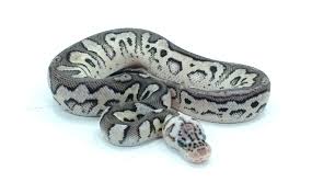 Axanthic Black Pewter Ball Python Vpi Axanthic Pewter Clown Ball Python Ball Python Ball Python Morphs Cute Snake
