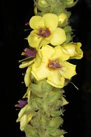 Image result for Anticharis