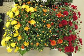 Flowers plants tree trees to plant alba. Don T Let Your Garden Mums Bud Too Early And Set Back Growth