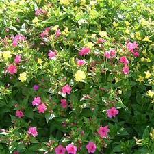 Flowers in axillary clusters of threes, each flower with a purple, red, pink, or orange bract beneath, to ca. Four O Clock Mirabilis Jalapa Invasives Species South Africa Four O Clock Invasive Species How To Grow Taller