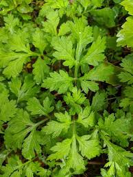 Image result for Petroselinum