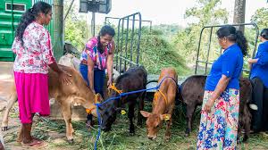 It is going to involves everything you need to do to. Milking The Power Of Nuclear Technology To Benefit Women Dairy Farmers In Sri Lanka Iaea