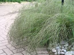 Image result for Eragrostis dinteri