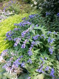 Image result for Gentiana asclepiadea alba