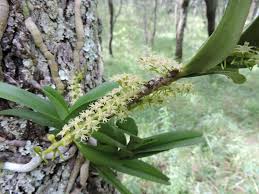 Image result for Tridactyle bicaudata