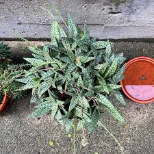 Image result for Ledebouria luteola