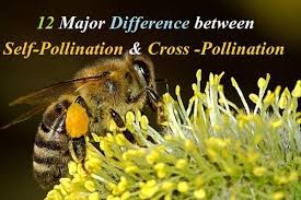 12 Major Difference Between Self Pollination And Cross Pollination Hn In 2020 Pollination Different Plants Genetics Traits