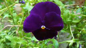 Check spelling or type a new query. 11 Easy And Delicious Edible Plants To Grow Indoors Lisa S Notebook