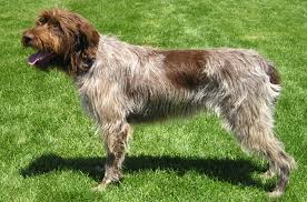 I've owned 5 griffons, since 1990. Wirehaired Pointing Griffon Information And Pictures Petguide