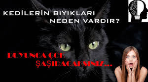 kedilerin biyiklari kesilir mi kesilirse ne olur miyavliyo
