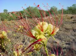 Image result for Erythrostemon