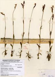 Image result for Platycoryne