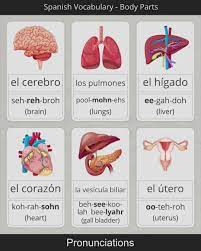 For the international phonetic alphabet transcription, the castilian way of saying the. Uterus In Spanish