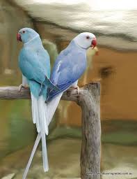 More images for female blue ringneck parrot » Pin On Birds Of A Feather