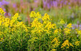 The Glory Of Goldenrod