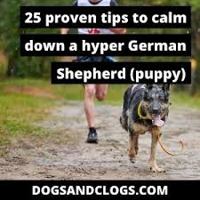 When you return home from work or running errands, how does your dog react? 25 Proven Tips To Calm Down A Hyper German Shepherd Puppy
