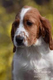 Image result for irský červenobílý setr