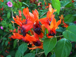 Image result for Ruttya fruticosa